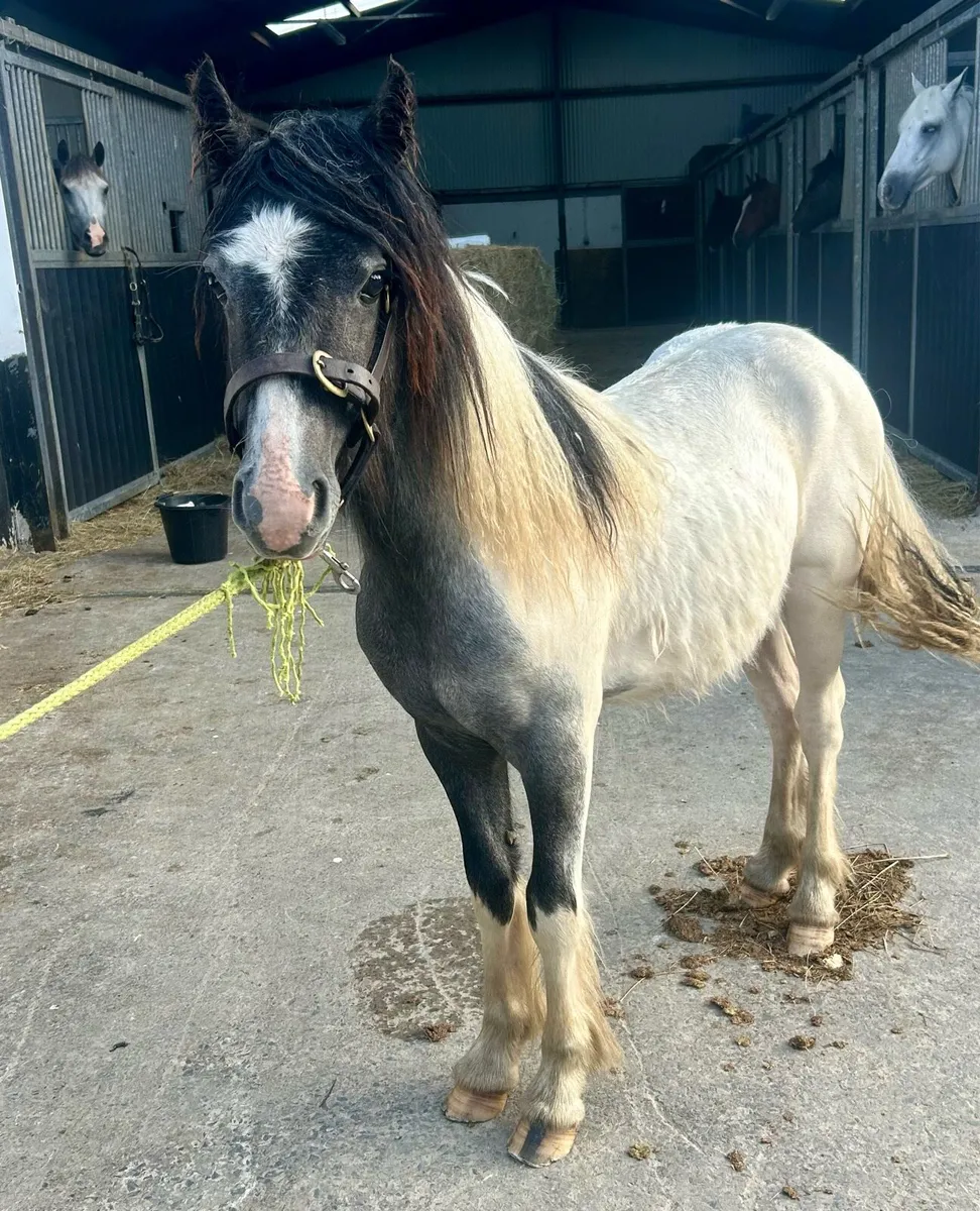 Lovely family pony - Image 2