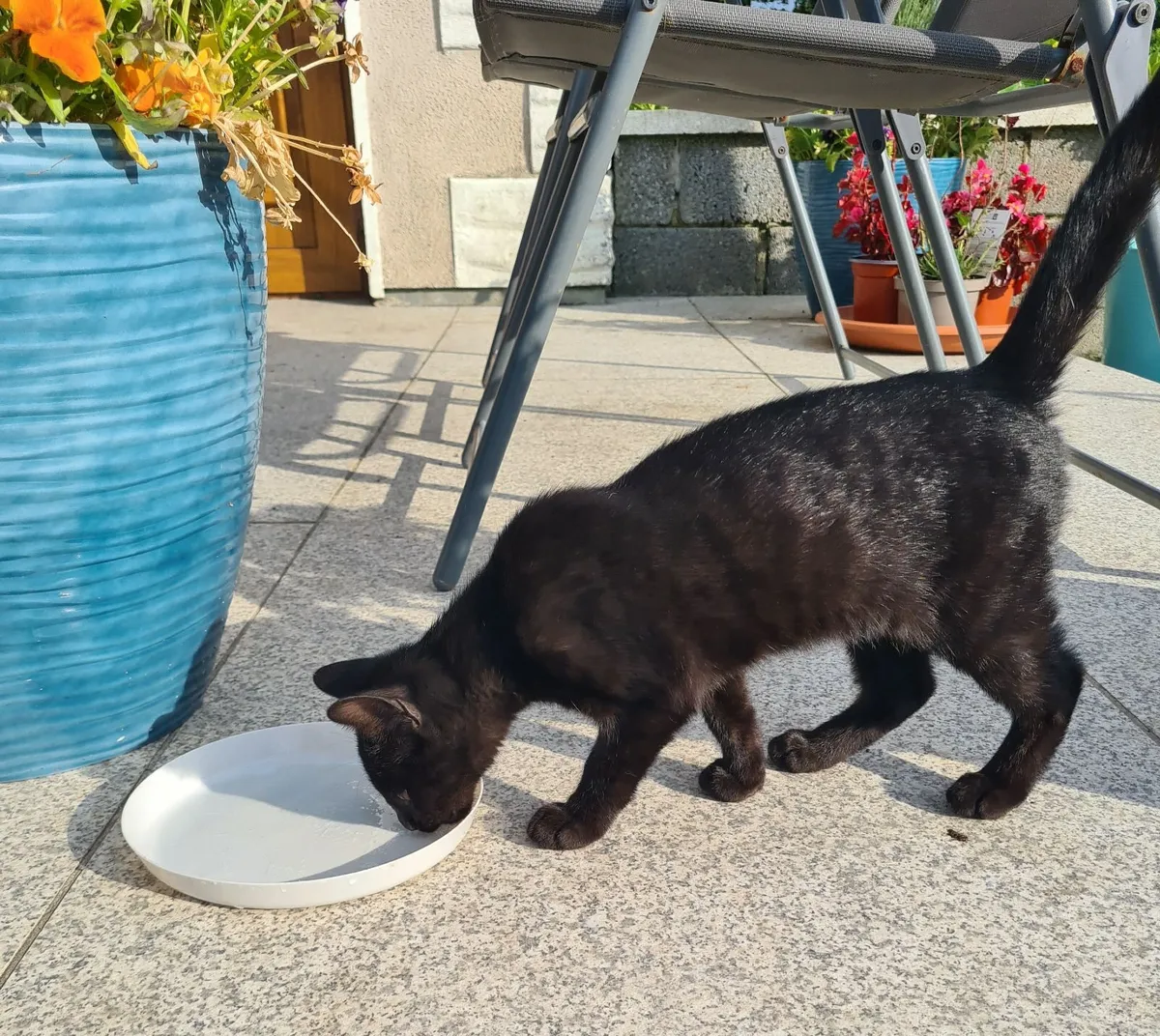 Kittens - Image 4