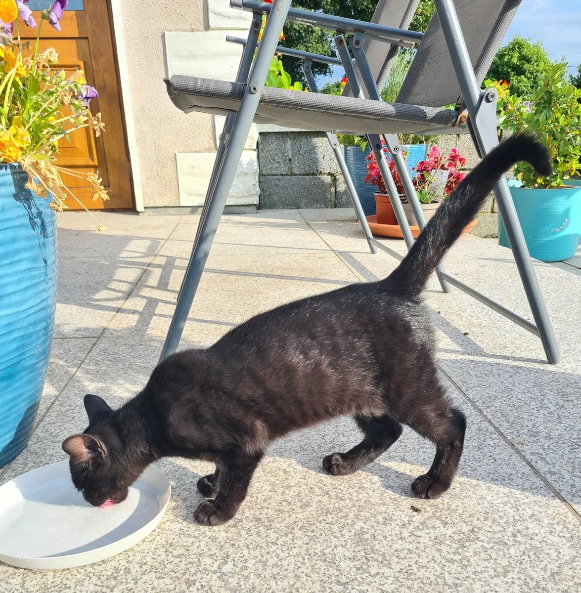 Kittens - Image 1
