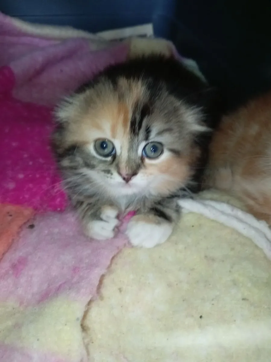 Kittens - Image 2