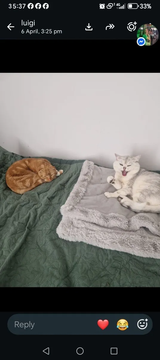 Kittens - Image 4