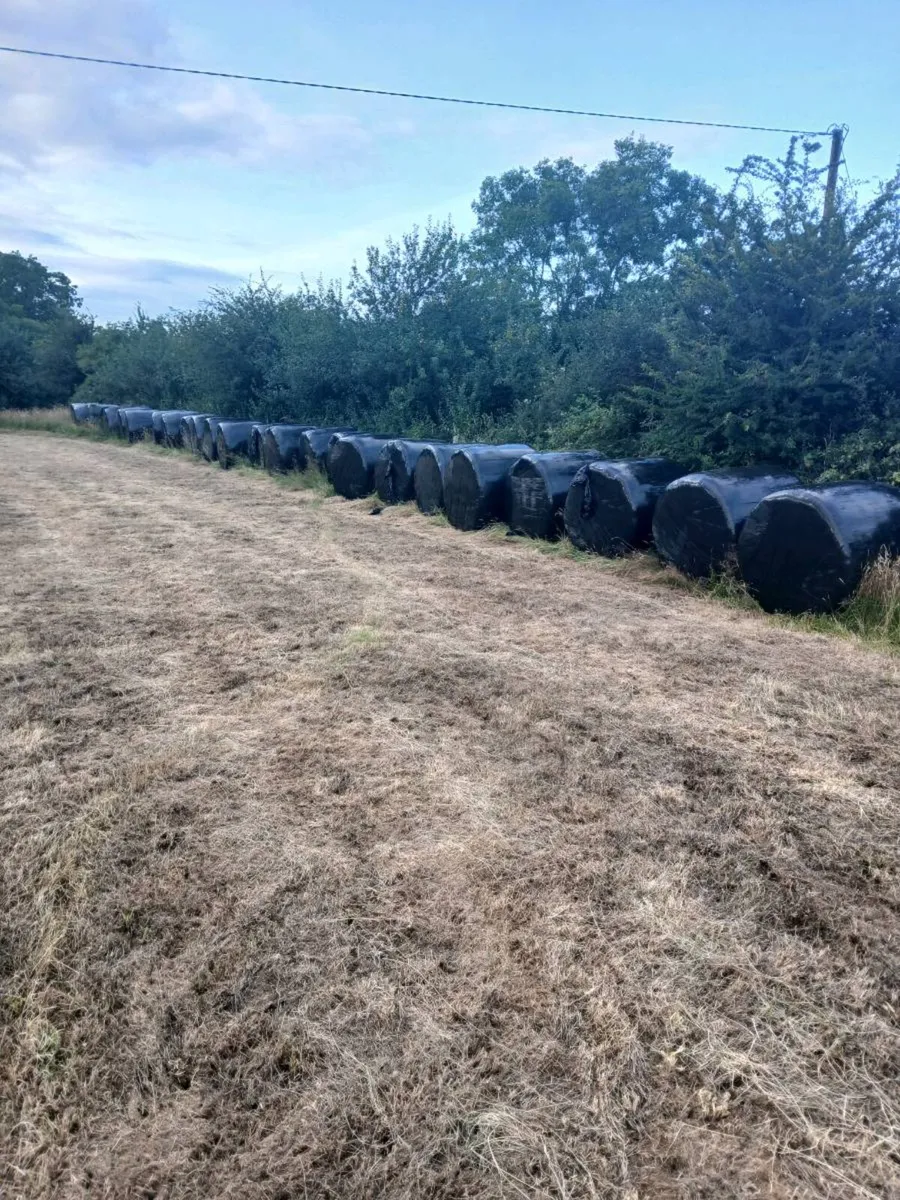Silage for Sale