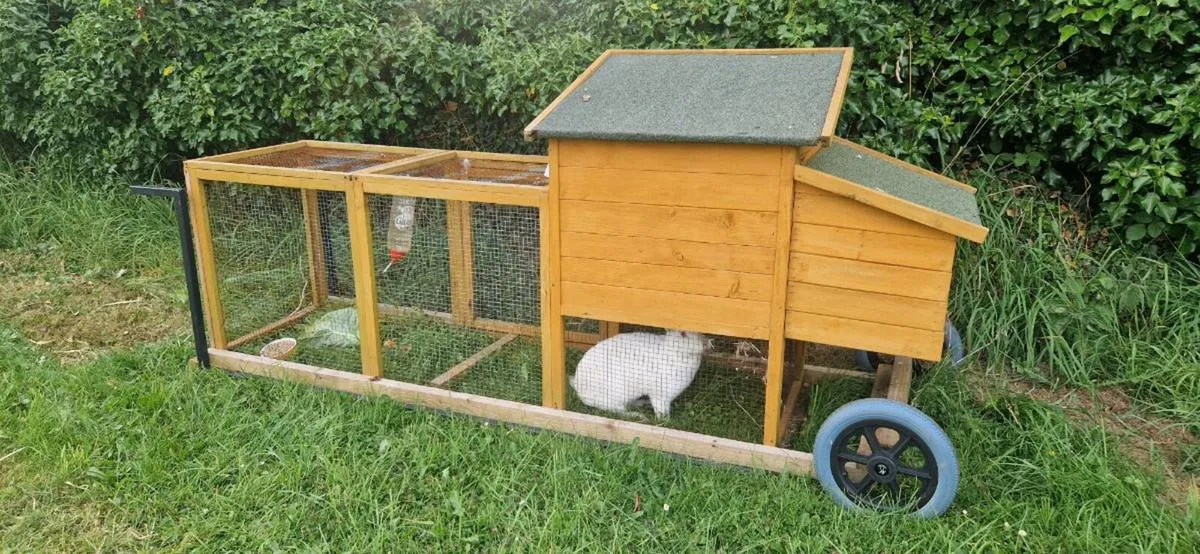 Flemish rabbit - Image 3