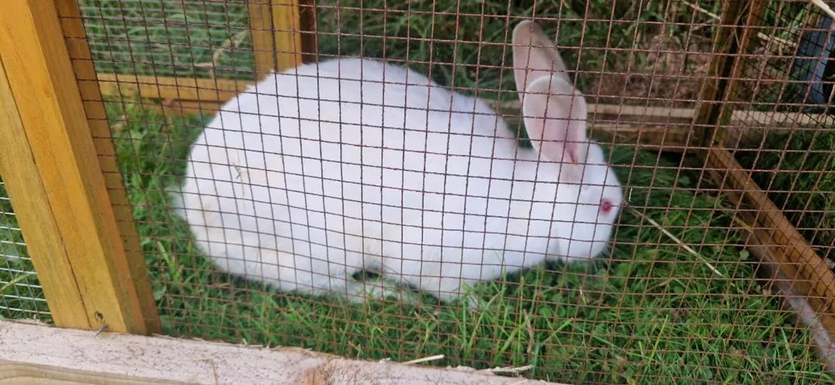 Flemish rabbit - Image 1
