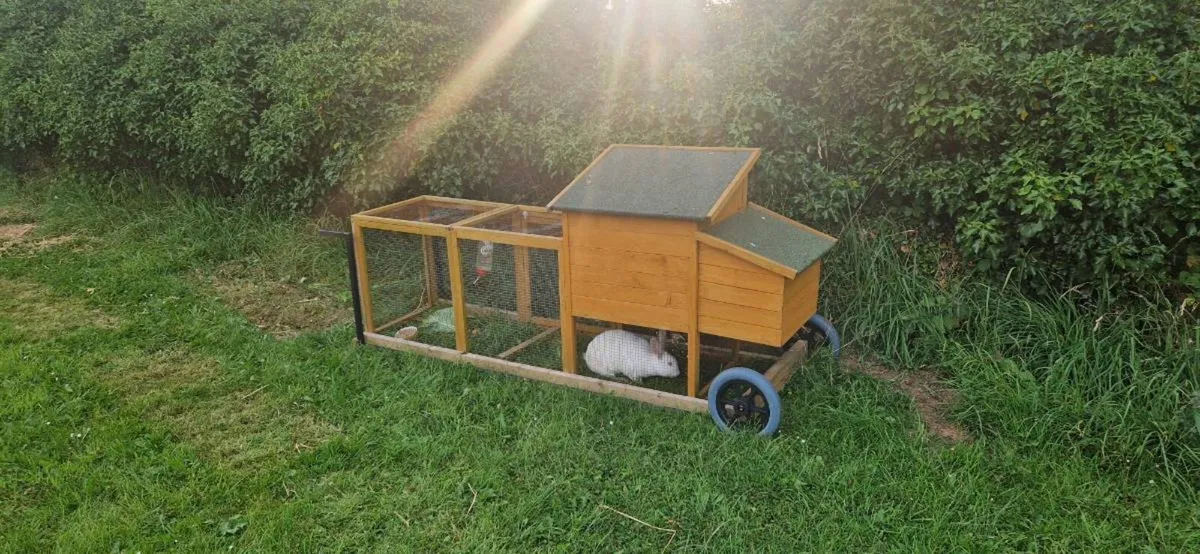 Flemish rabbit - Image 2
