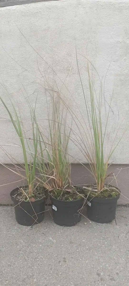Large Pampass Grass Plants - Image 1