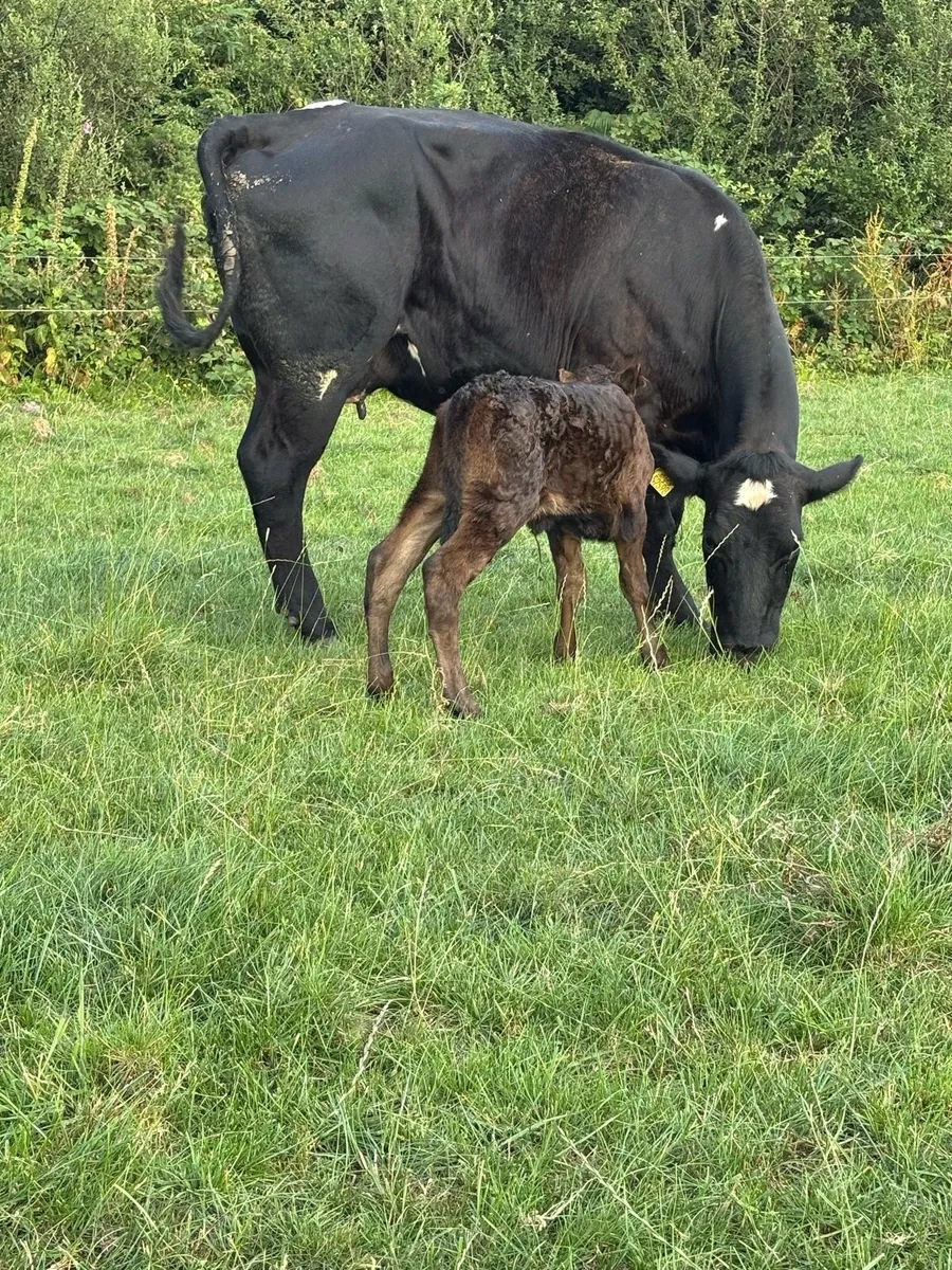 ❌Ai Belgian Blue springer ❌ - Image 1
