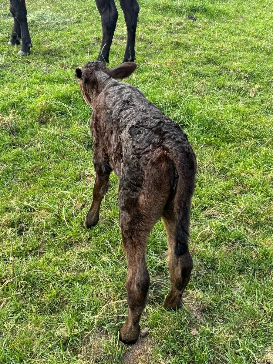 ❌Ai Belgian Blue springer ❌ - Image 3
