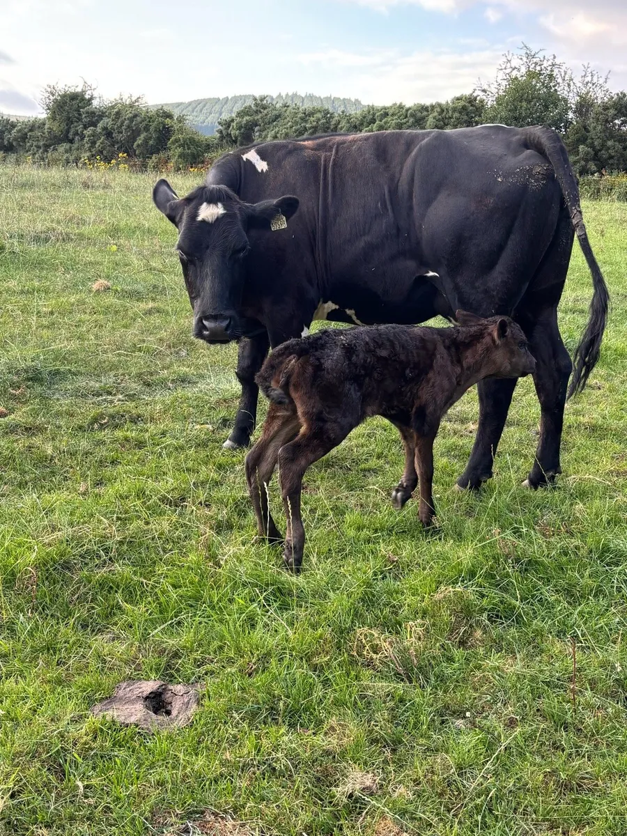 ❌Ai Belgian Blue springer ❌ - Image 2
