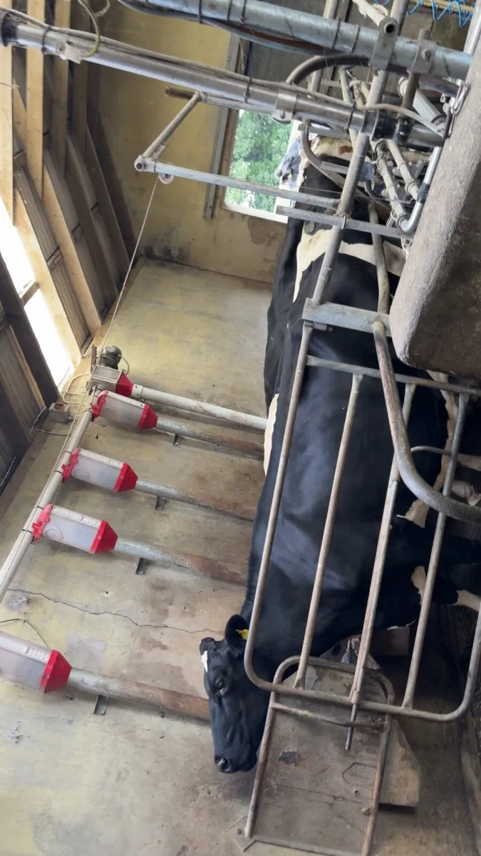 Milking parlour - Image 2