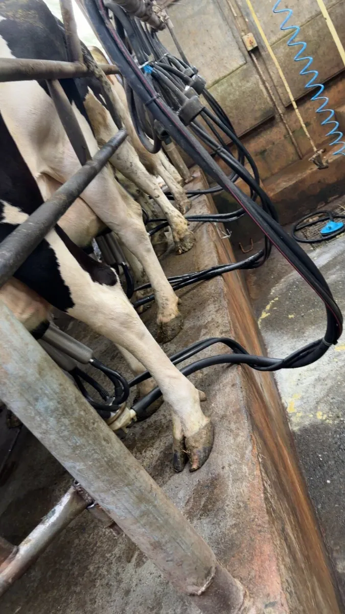 Milking parlour - Image 4