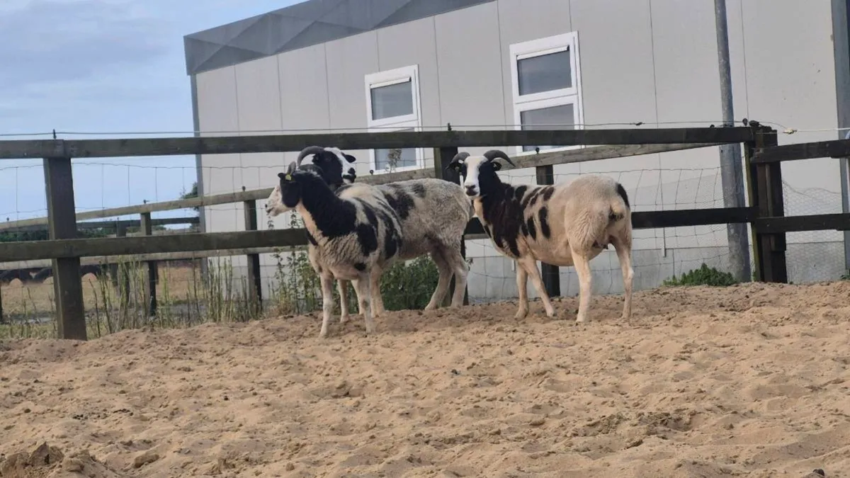 Jacob ewes PBNR - Image 3