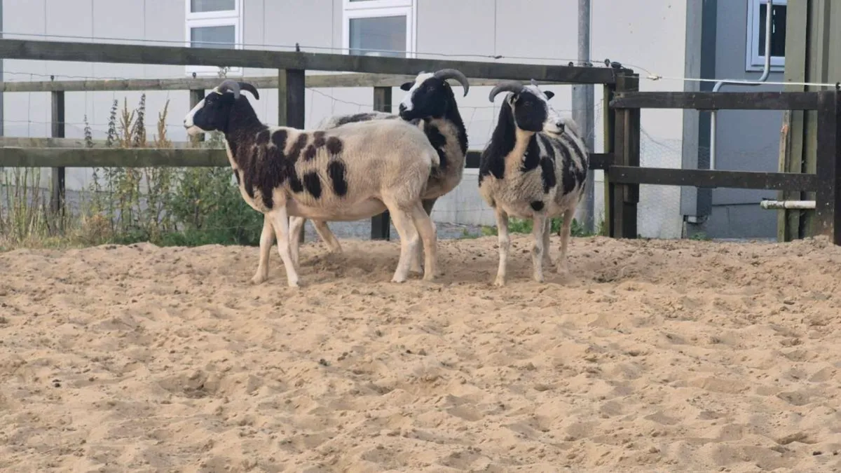 Jacob ewes PBNR - Image 1