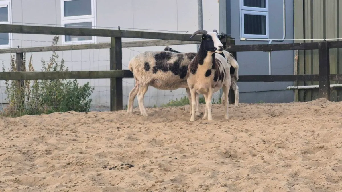 Jacob ewes PBNR - Image 2