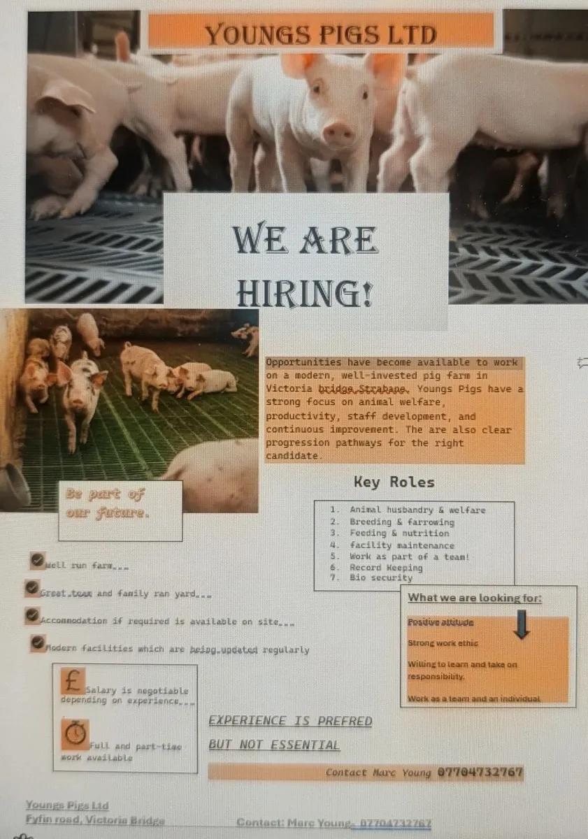 Pig farm job opportunity - Image 2
