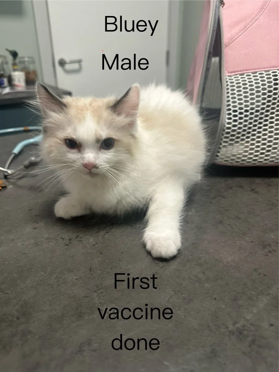Ragdoll kittens - Image 2