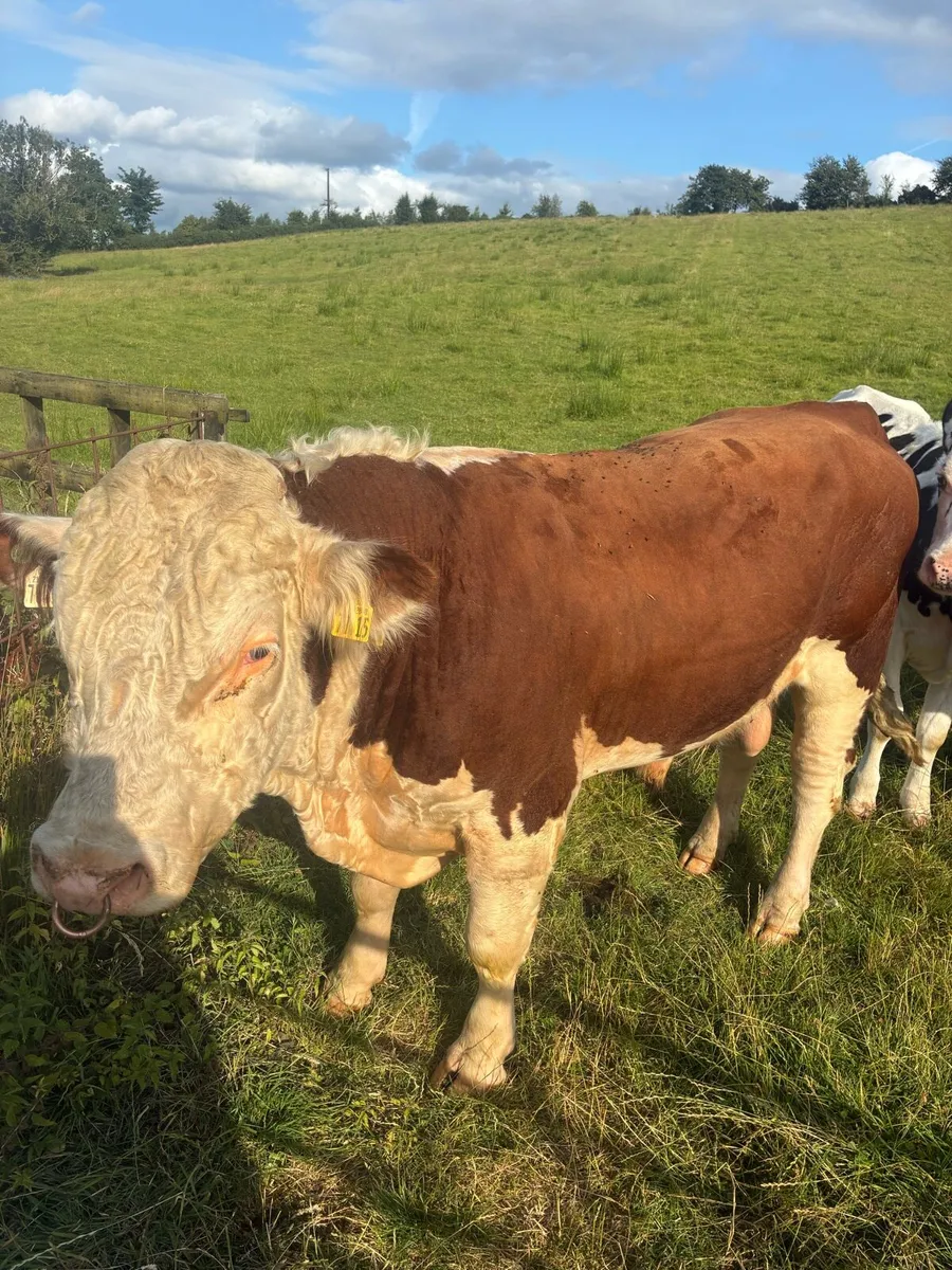 PB registered Hereford bull - Image 1
