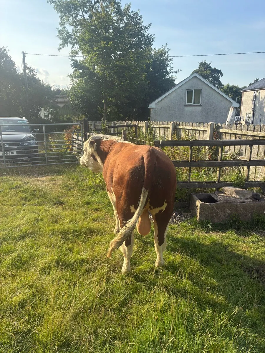 PB registered Hereford bull - Image 3