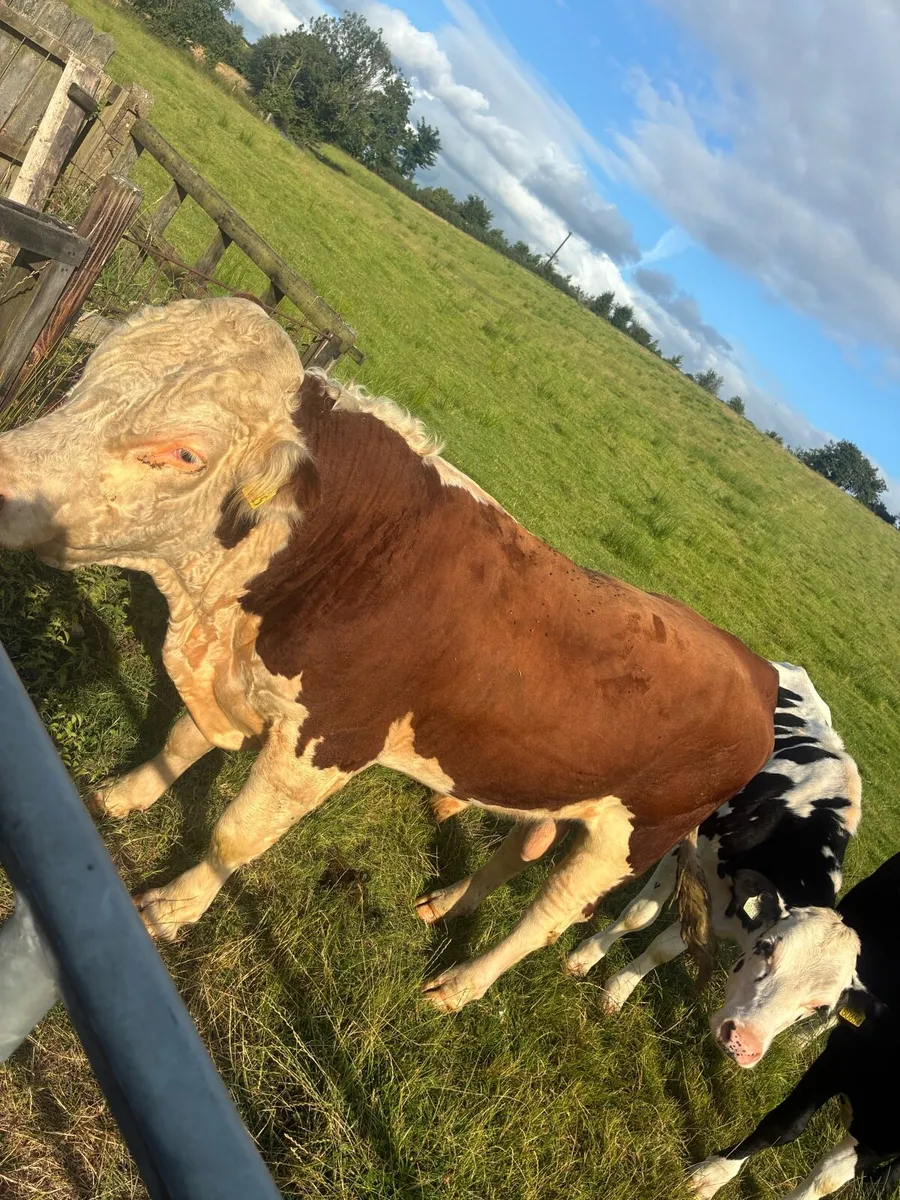 PB registered Hereford bull - Image 4