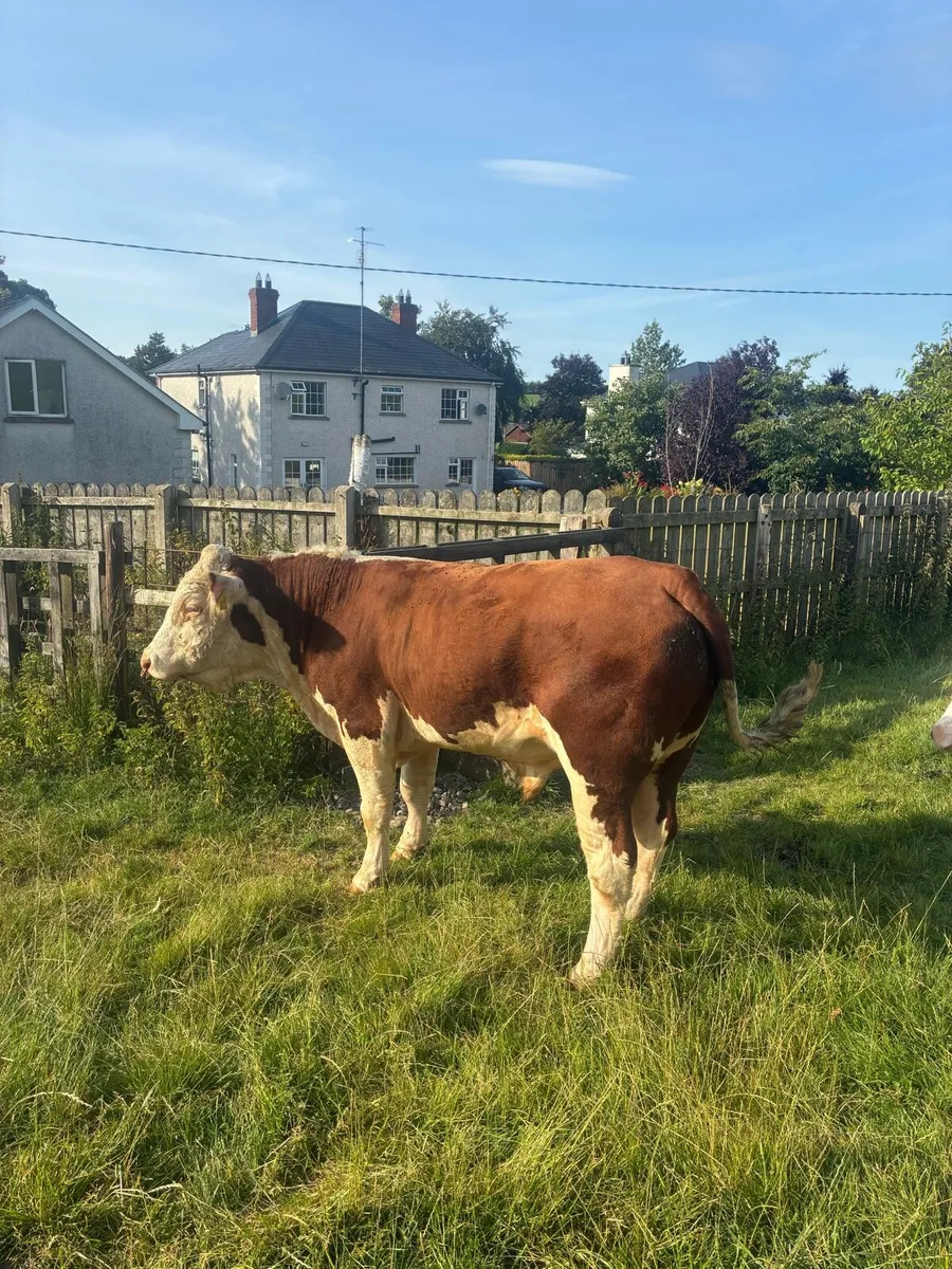 PB registered Hereford bull - Image 2
