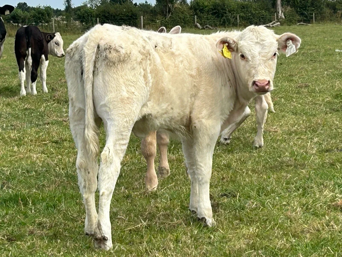 25 first and second calved cows - Image 2