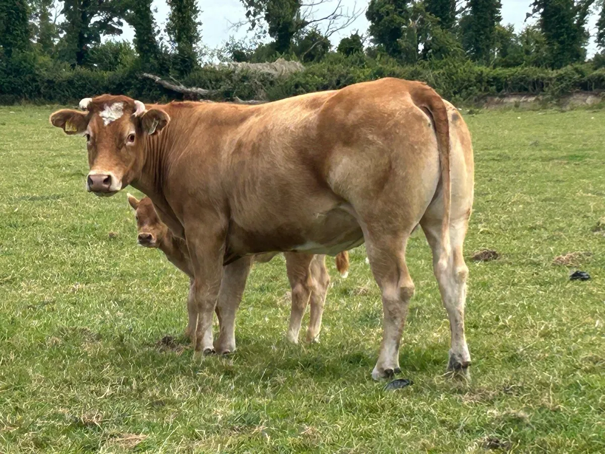 25 first and second calved cows - Image 4