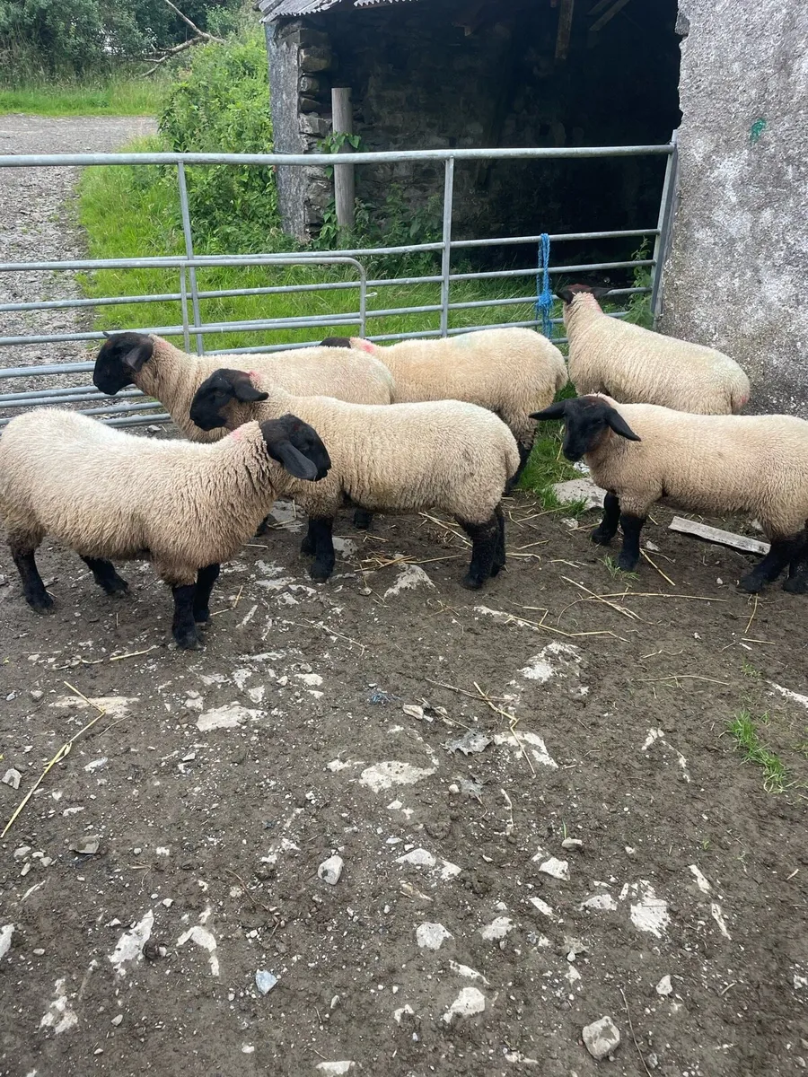 Ewe Lambs - Image 1