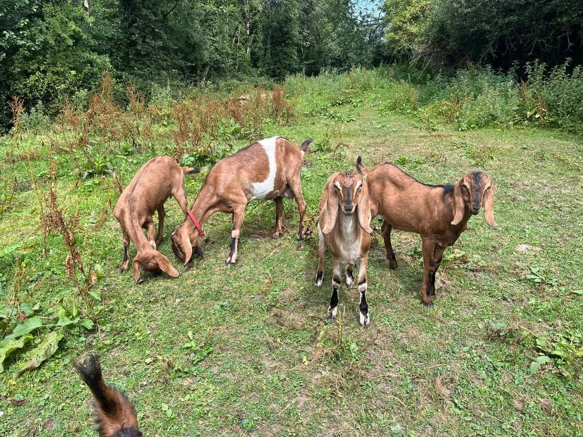 Nubian Goats