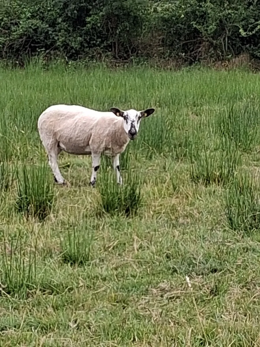 10 Texel Mule Ewe Hoggets - Image 2