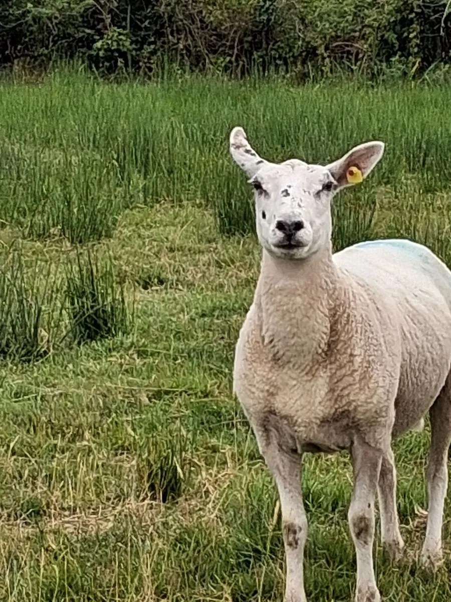 10 Texel Mule Ewe Hoggets - Image 3