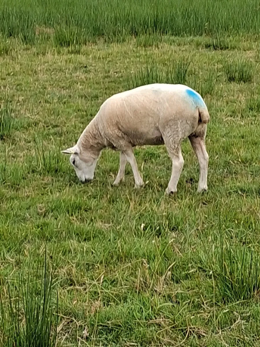 10 Texel Mule Ewe Hoggets - Image 4