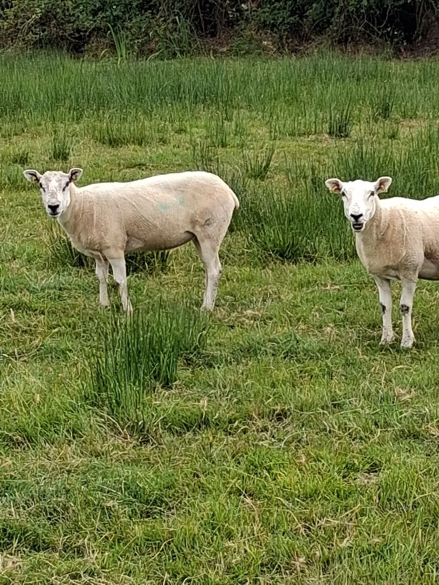 10 Texel Mule Ewe Hoggets - Image 1