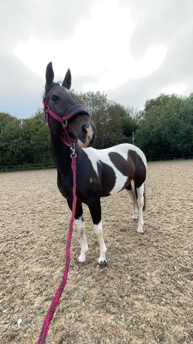 15hh Coloured Mare - Image 4