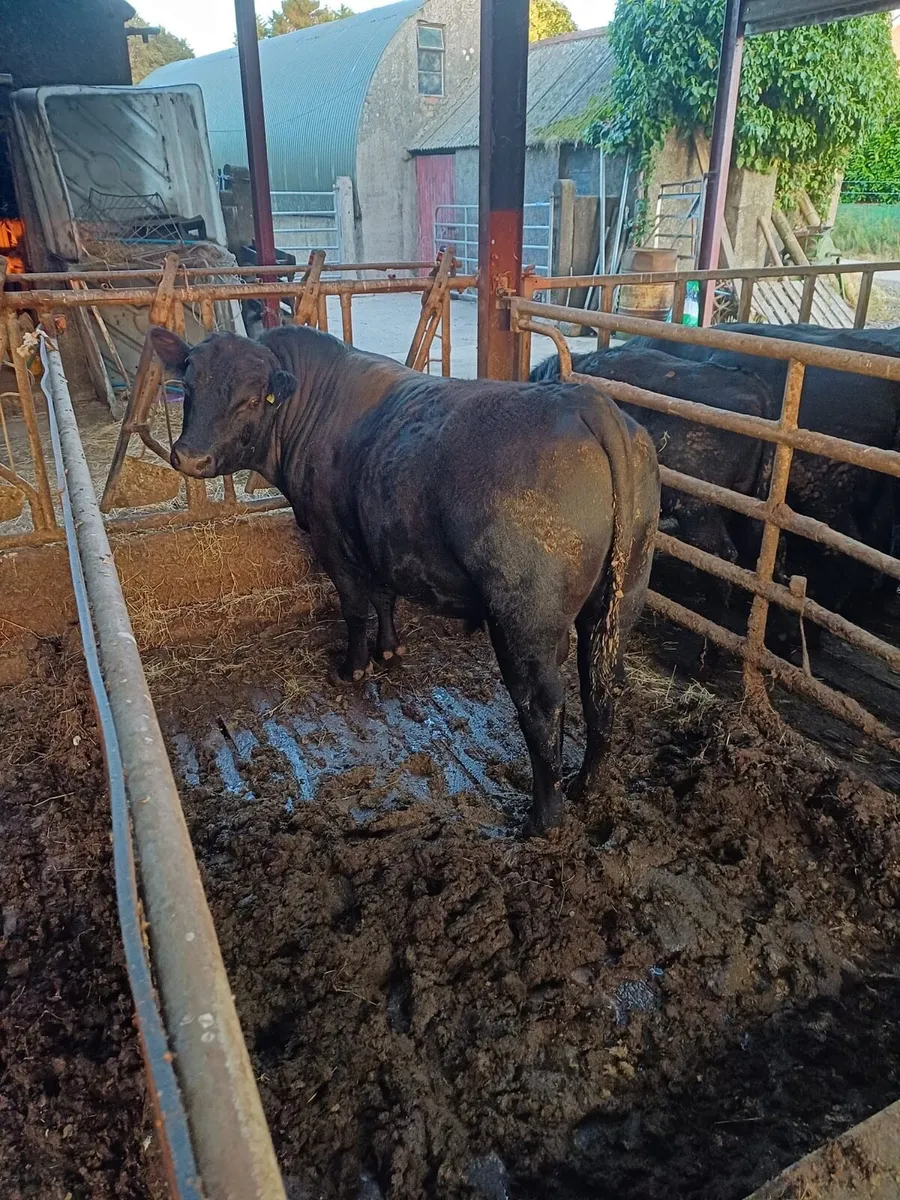 Pedigree Aberdeen Angus bull - Image 1