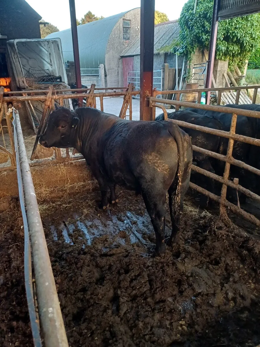 Pedigree Aberdeen Angus bull - Image 2