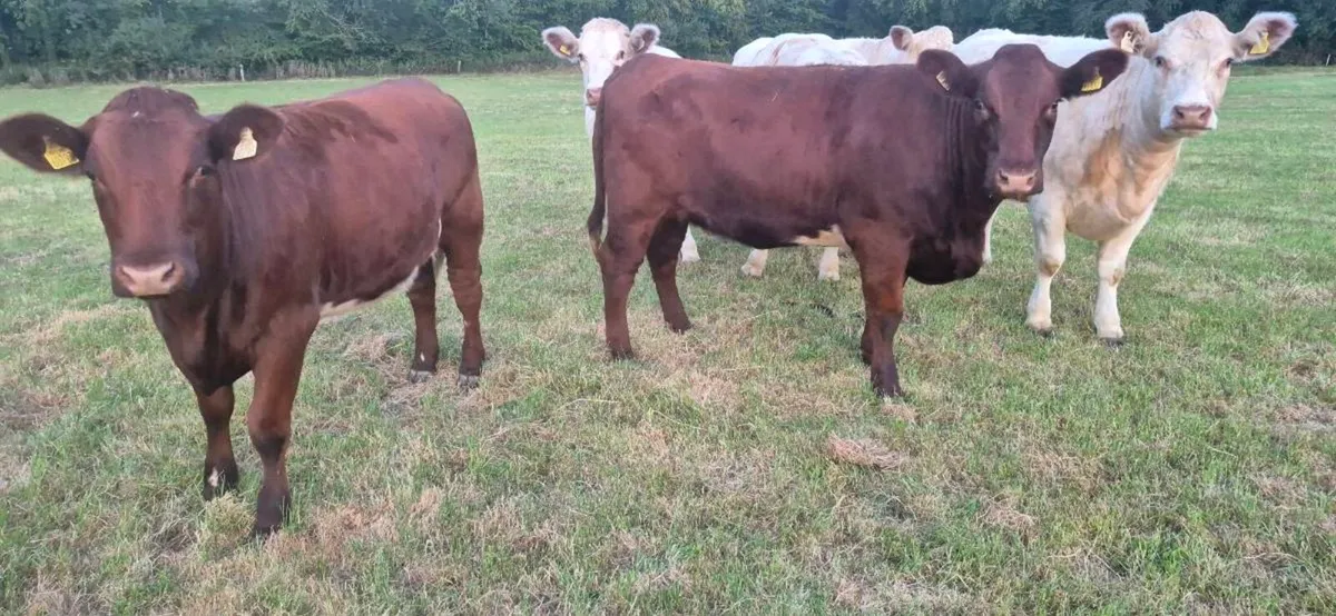 Shorthorn heifers - Image 4