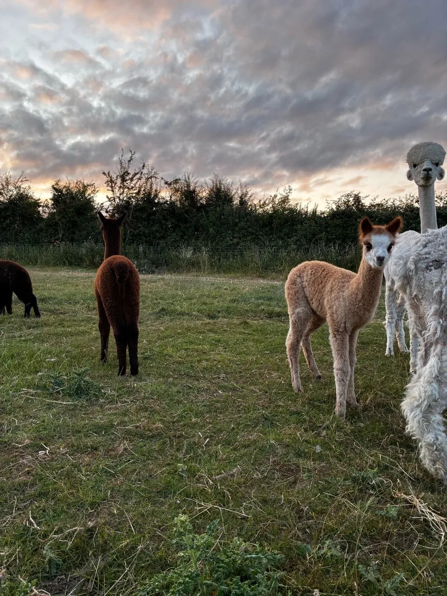 Alpaca - Image 2