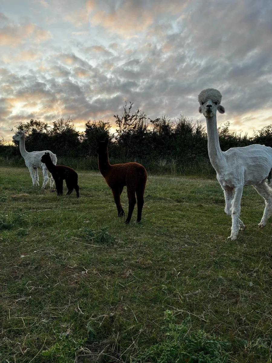 Alpaca - Image 3