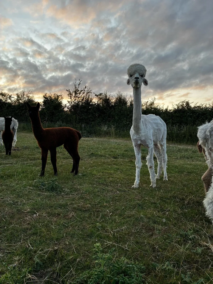 Alpaca - Image 1