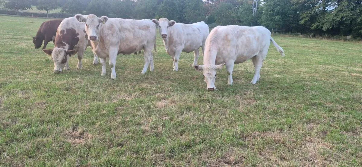 Shorthorn heifers - Image 2