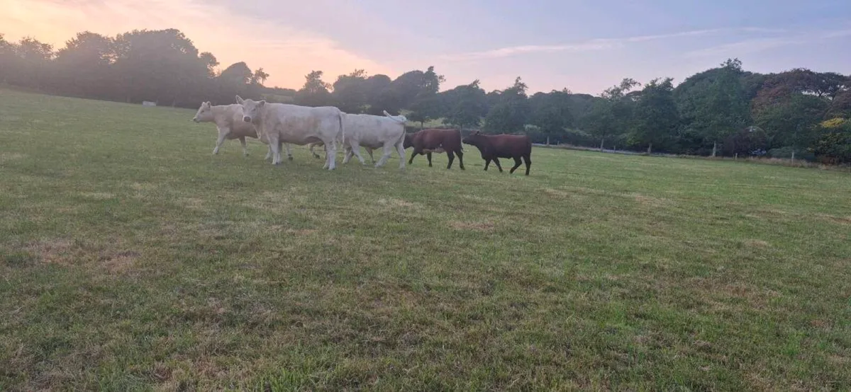 Shorthorn heifers - Image 3
