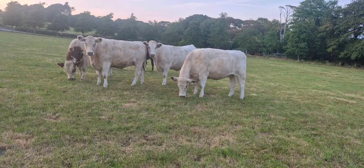 Shorthorn heifers - Image 1
