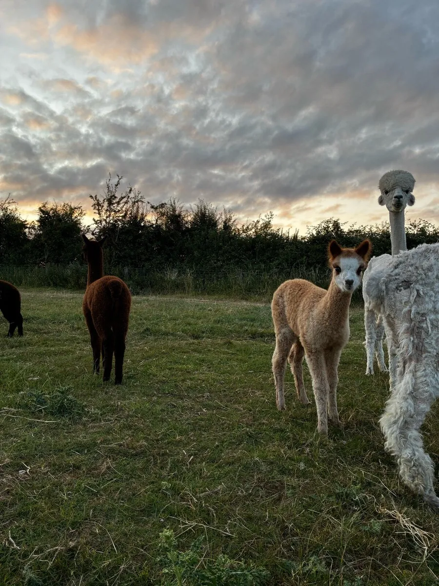 Alpaca - Image 4