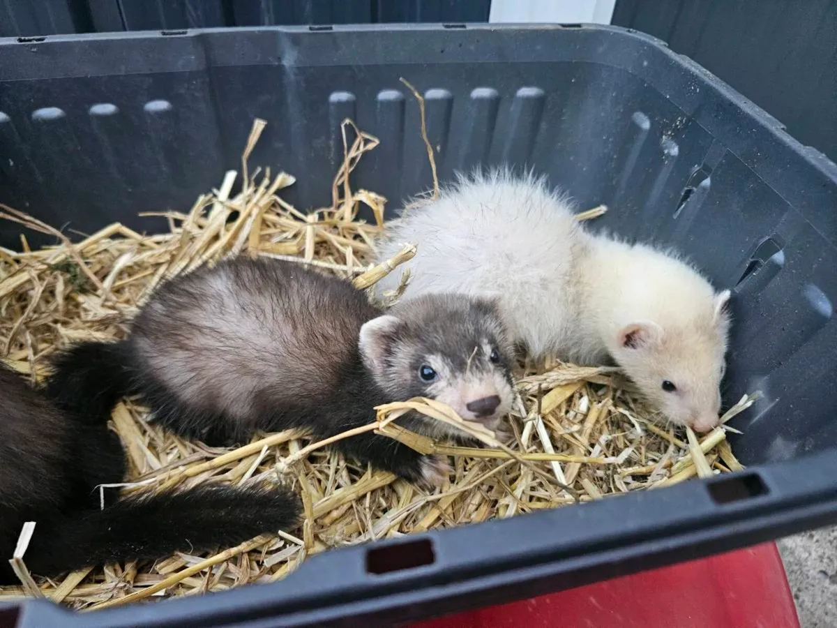 Baby Ferrets 3 left - Image 1