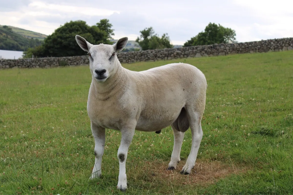 Abberfield shearling rams - Image 1