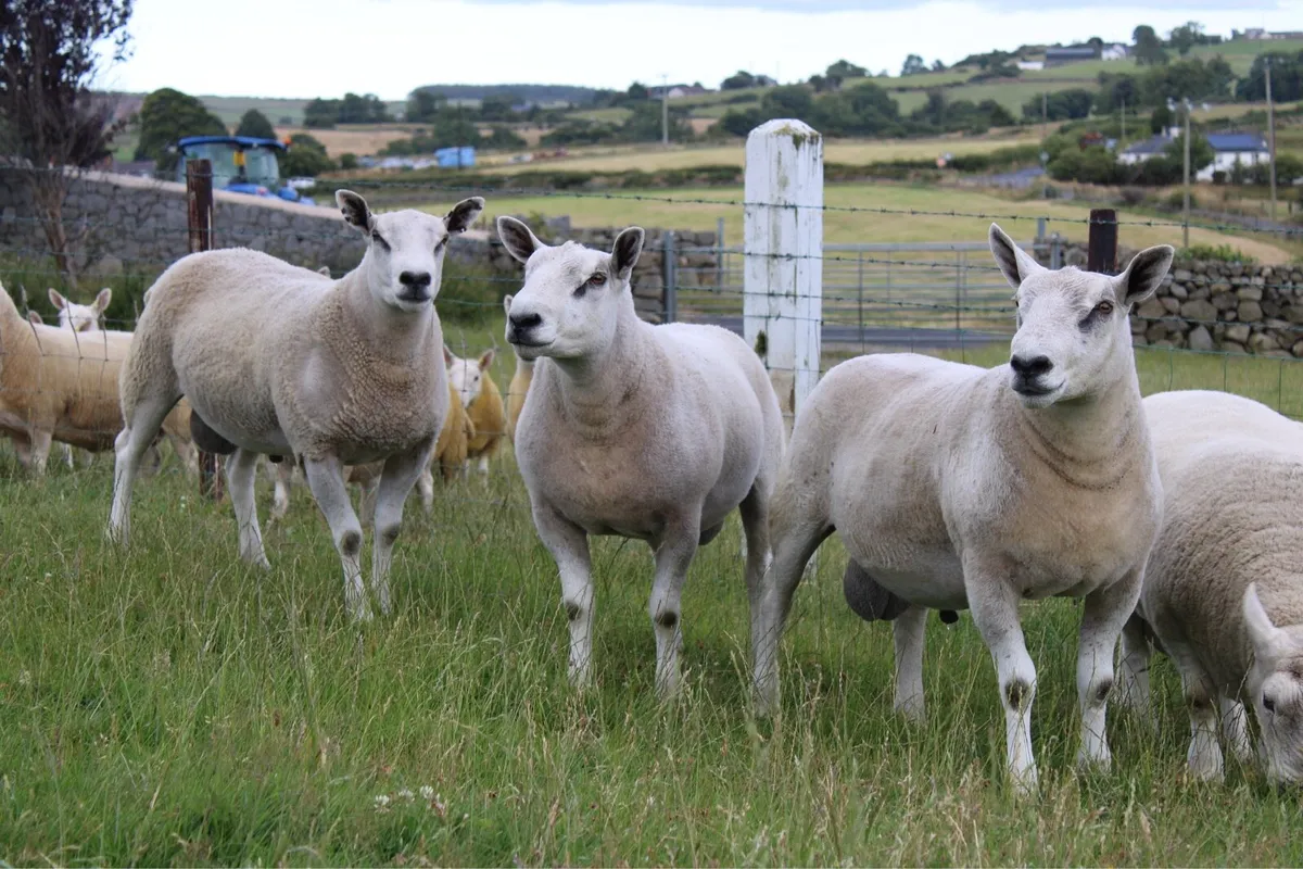 Abberfield shearling rams - Image 2
