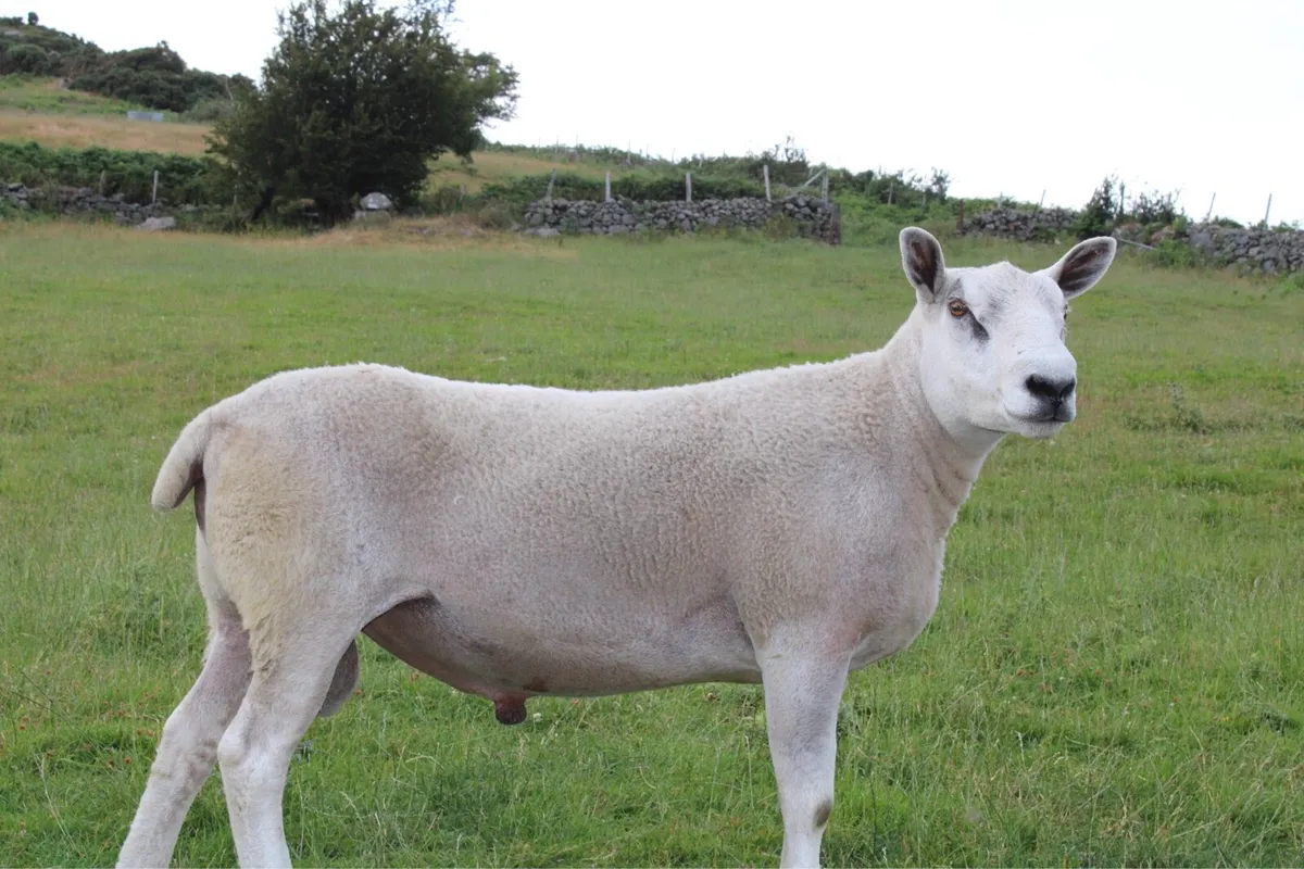 Abberfield shearling rams - Image 3