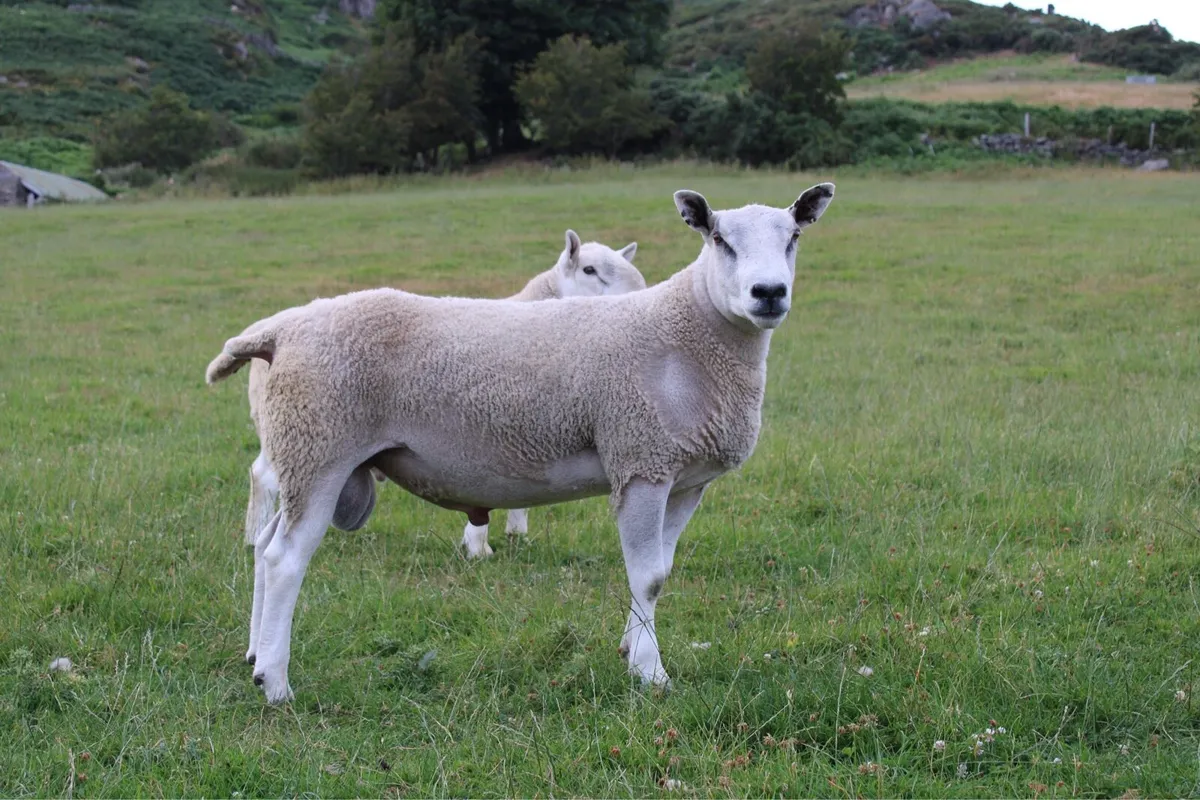 Abberfield shearling rams - Image 4