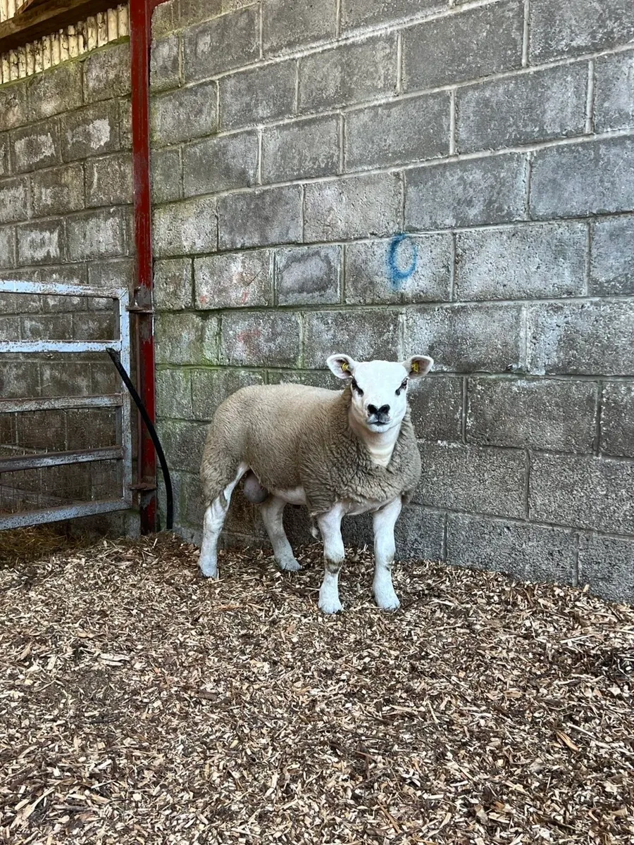 🔥Pedigree texel ram lambs and ewe lamb for sale - Image 1