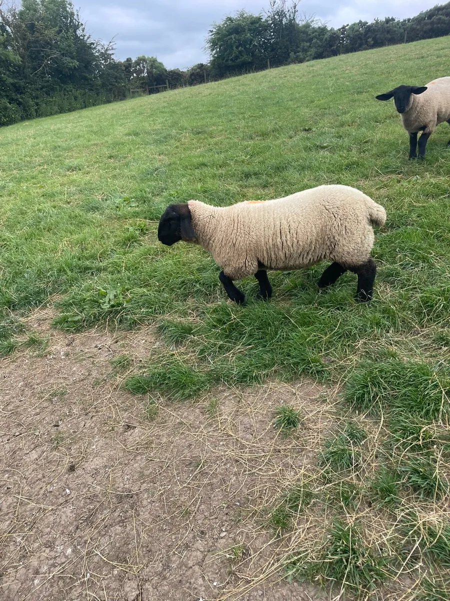 Ewe Lambs - Image 2